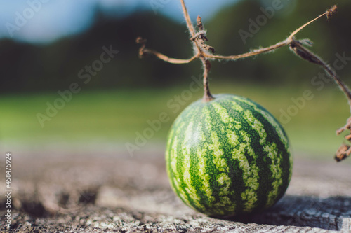 Whole organic mini watermelon on a rustic wooden background