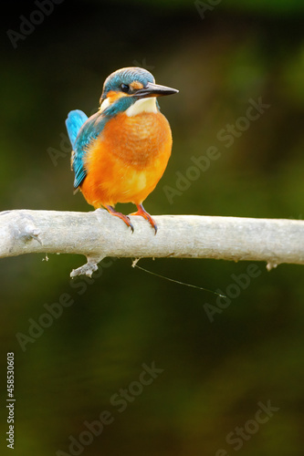 Common kingfisher perching over the river.