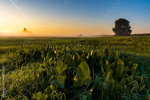 Wschód słońca nad zamglonymi łąkami Wielkopolski.