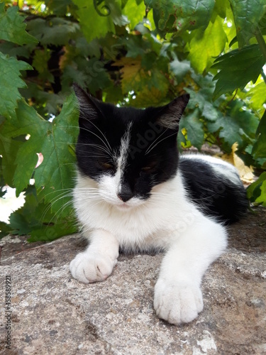 Biało czarny kot w cieniu drzewa, Italia.