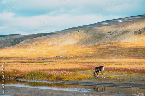 Arctic mountains reindeer antlers seasons 