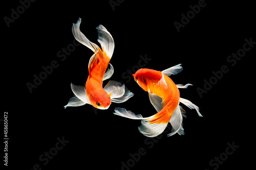 beauty koi fish swimming on black background