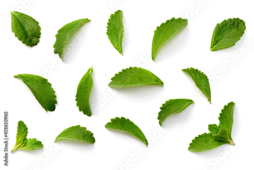 fresh stevia leaves isolated on white background, top view