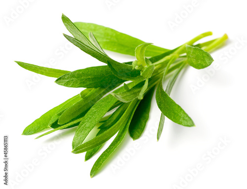 fresh tarragon herb isolated on the white background
