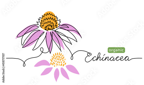 Purple echinacea flower, coneflower one line art drawing. Simple vector line illustration with lettering organic echinacea. Background for label design
