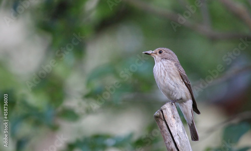 The spotted flycatcher (Muscicapa striata)