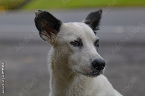 Closeup of the head of a Canaan dog on a street