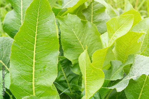 Green horseradish leaves (Armoracia rusticana)