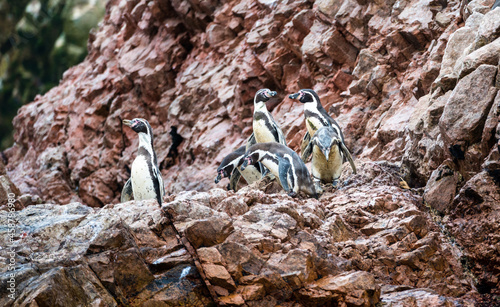 Humboldt penguins on the Ballestas Islands in Peru