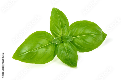 Organic basil leaf, isolated on white background.