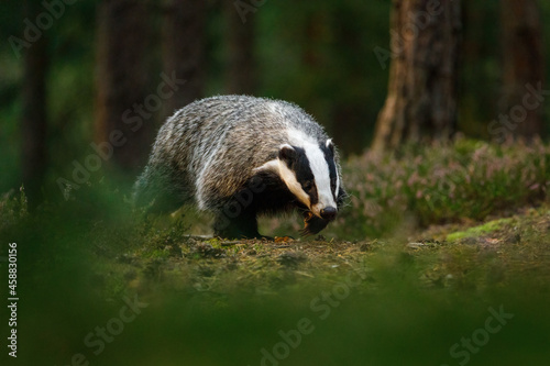 Badger at sunrise. European badger, Meles meles, in green pine forest. Hungry badger sniffs about food in moor. Beautiful black and white striped beast. Cute animal in nature habitat. Morning sunrays.