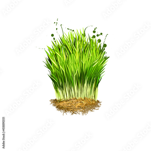 Digital art illustration of Wheatgrass, Triticum aestivum isolated on white background. Organic healthy food. Green fresh grass vegetable. Hand drawn plant closeup. Graphic design clip art element