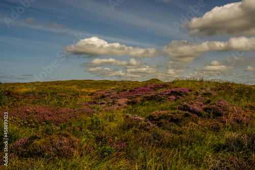 Texel, Netherlands. September 2021. Flowering heather on the island of Texel.