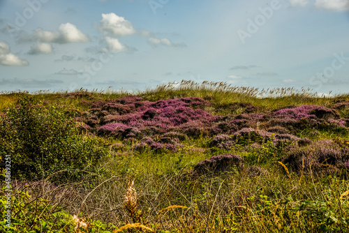 Texel, Netherlands. September 2021. Flowering heather on the island of Texel.