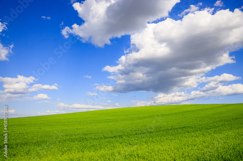 Spring landscape with wheat field and clouds. Romania.