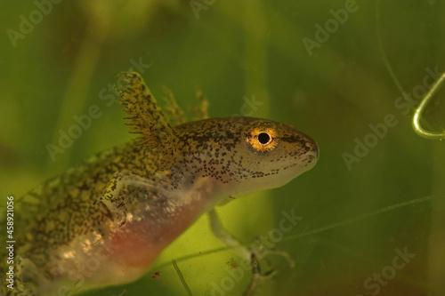 Closeup on a larvae of Montadon's newt, Lissotriton montandoni