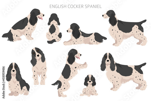English cocker spaniel clipart. Different poses, coat colors set
