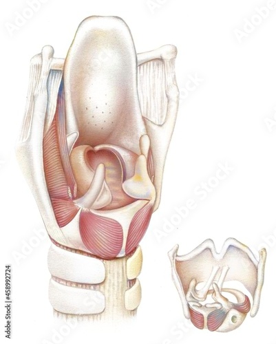 Posterior view of the larynx and vocal cords (bones, muscles, cartilages).