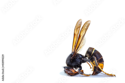 Dead asian hornet of danger in nature.