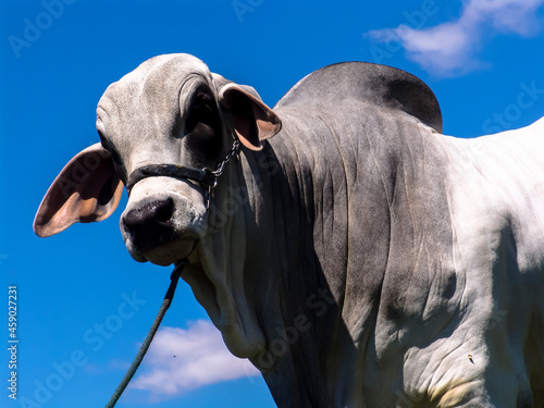 brahman bull on a farm for genetic improvement of beef cattle in Brazil