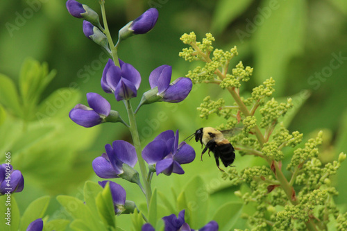 Bumblebee pollinating blue false indigo (baptisia australis) flowers