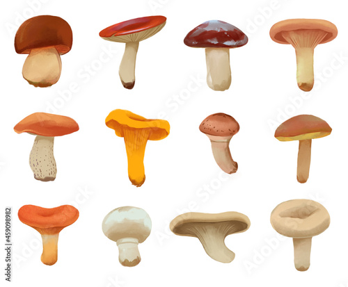 Edible mushrooms. Boletus, russula, suillus, woolly mikcap, birch bolete, chanterelle, armillaria gallica, xerocomus, red pine mushroom, agaricus, oyster mushroom, lactarius resimus