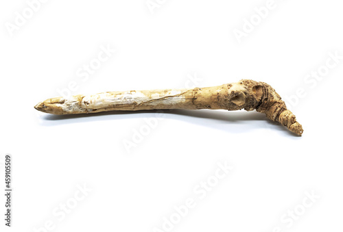 Organic horseradish roots isolated on white. Armoracia rusticana taproot.
