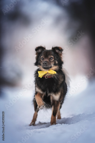 A cute mixed breed dog in a yellow bow standing on a snowy path against the backdrop of a winter fairy forest. Paw in the air
