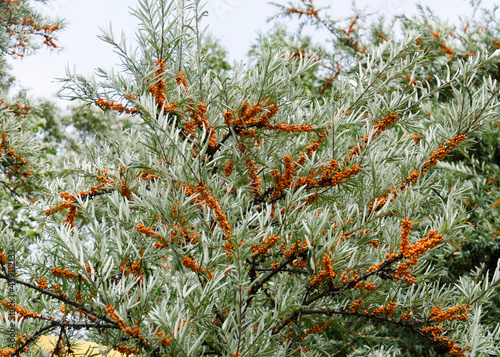 fruits of ripe sea buckthorn on a tree