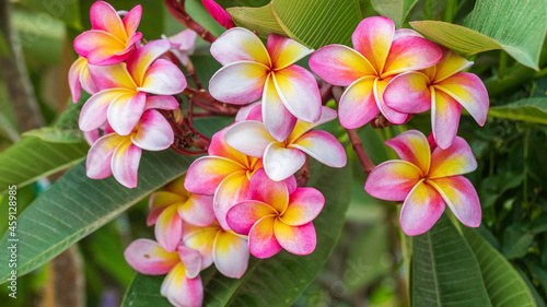 Big bright pink with yellow flowers of plumeria tree