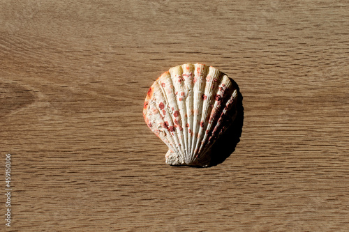 Shell on a wooden background. Copy space. Summer vacation souvenirs.