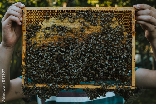 Pszczoły na ramie
