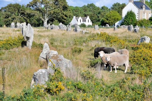 Sheeps in the alignments of carnac in brittany France