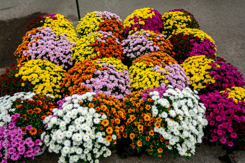 Chrysanthèmes, fleurs de la Toussaint Commémoration des défunts