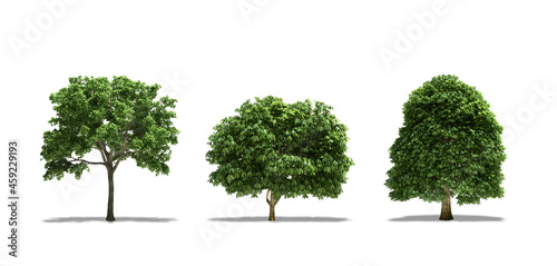 Wych Elm (Ulmus Glabra), Buckeye (Aesculus), Horse Chestnut (Aesculus Hippocastanum) Trees, Plants. Tree isolated on white Background