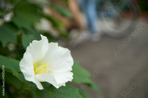 白い花・芙蓉・アップ・美しい