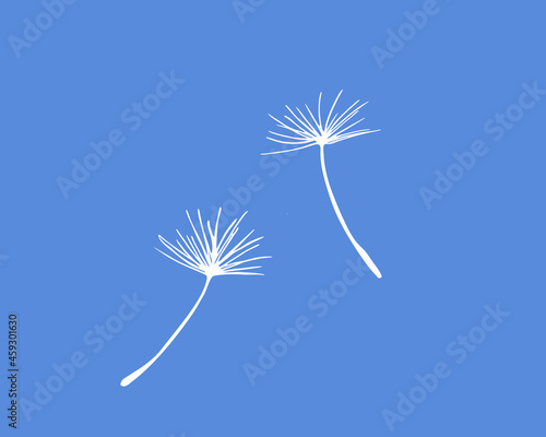 Dandelion pappus of seed head, white vector silhouette 