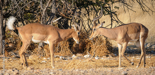 Black-faced impala rams in rut display