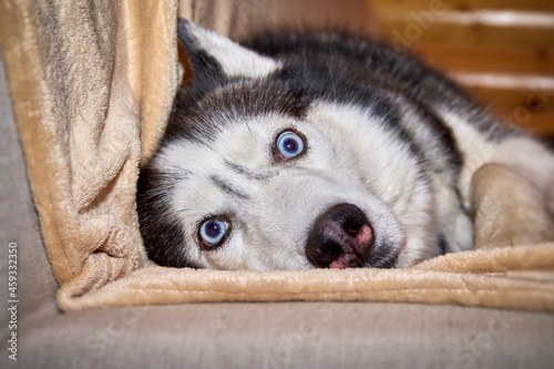 Crazy face dog playing in blanket on the couch. Husky dog is twisting his bulging eyes lying on the couch.