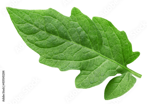 tomato leaf, isolated on white background, clipping path, full depth of field