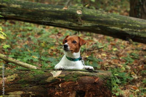 Pies w lesie. Dog in the woods. Jack Russel Terrier.