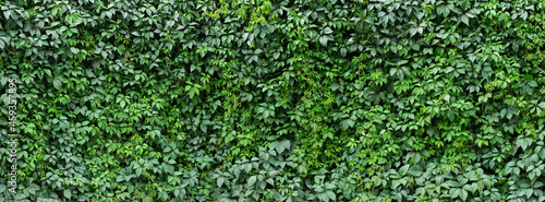 hedge ivy background. foliage of green plants