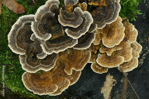 Turkey Tail - Trametes Versicolor