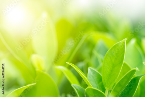 Closeup nature green leaf on blurred greenery background in garden in the morning with sunlight. copy space for text as background natural green plants landscape, ecology, fresh wallpaper concept.