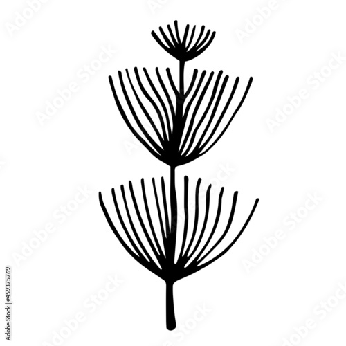 Field plant vector icon. Hand-drawn illustration isolated on white background. Wild horsetail botanical sketch. Thick stem with long, thin leaves. A branch of a medicinal herb. Monochrome concept.