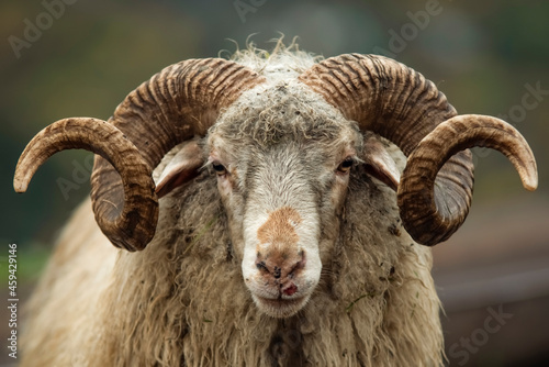 Portrait of a mountain ram with ring horns