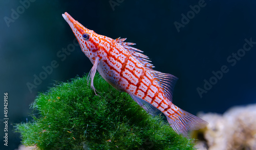 Close-up view of a Longnose hawkfish (Oxycirrhites typus)