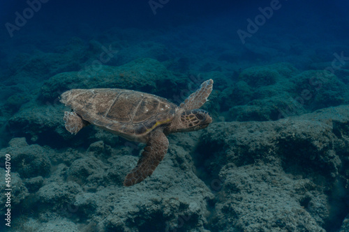 Loggerhead Turtle in the water at Kefalonia Island (Greece)