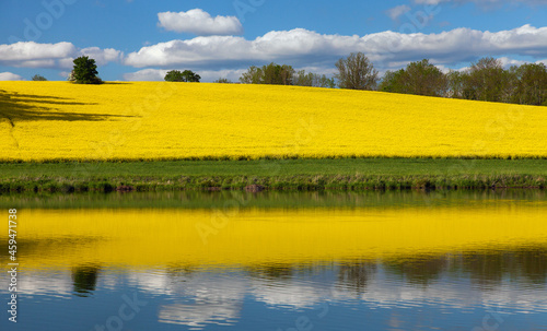 Field of rapeseed, canola or colza mirroring in lake