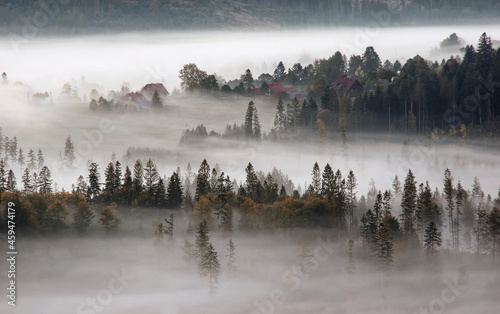 Drzewa we mgle, mglisty krajobraz